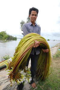 Nghề mới: Hái bông súng đồng mùa lũ ảnh 10
