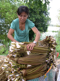 Nghề mới: Hái bông súng đồng mùa lũ ảnh 15