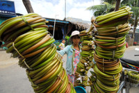 Nghề mới: Hái bông súng đồng mùa lũ ảnh 16 Nghề mới: Hái bông súng đồng mùa lũ ảnh 16