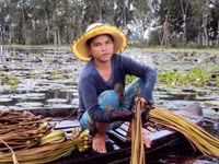 Nghề mới: Hái bông súng đồng mùa lũ ảnh 6