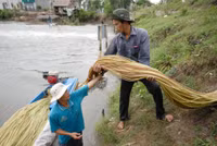 Nghề mới: Hái bông súng đồng mùa lũ ảnh 7