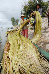 Nghề mới: Hái bông súng đồng mùa lũ ảnh 4