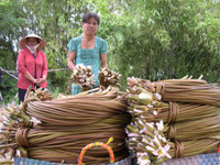 Nghề mới: Hái bông súng đồng mùa lũ ảnh 14