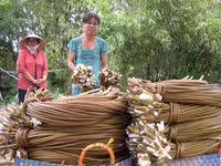 Nghề mới: Hái bông súng đồng mùa lũ ảnh 14