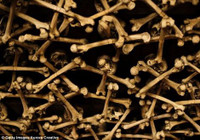 Lạnh gáy nhà thờ xây bằng... xương người ảnh 2 Lạnh gáy nhà thờ xây bằng... xương người ảnh 2