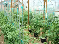 7 cách làm giàn đơn giản cho những cây cà chua sai trĩu quả ảnh 11