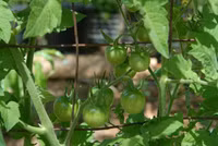 7 cách làm giàn đơn giản cho những cây cà chua sai trĩu quả ảnh 10