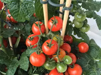 7 cách làm giàn đơn giản cho những cây cà chua sai trĩu quả ảnh 15