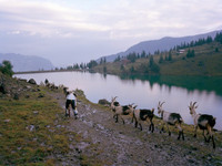 Người đàn ông thích sống như... dê núi ảnh 6 Kì quặc người đàn ông tự biến mình thành... dê