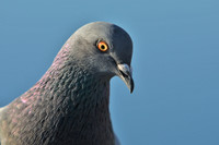 Khám phá khả năng kỳ diệu của bồ câu ảnh 1