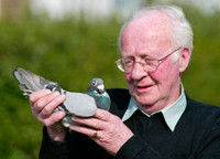 Khám phá khả năng kỳ diệu của bồ câu ảnh 4