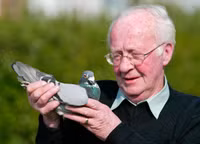 Khám phá khả năng kỳ diệu của bồ câu ảnh 4