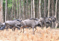 Tham quan Vườn thú bán hoang dã duy nhất tại Việt Nam ảnh 5