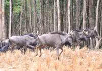 Tham quan Vườn thú bán hoang dã duy nhất tại Việt Nam ảnh 5