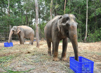 Tham quan Vườn thú bán hoang dã duy nhất tại Việt Nam ảnh 6