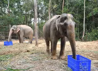 Tham quan Vườn thú bán hoang dã duy nhất tại Việt Nam ảnh 6