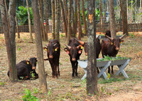 Tham quan Vườn thú bán hoang dã duy nhất tại Việt Nam ảnh 3