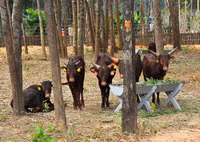 Tham quan Vườn thú bán hoang dã duy nhất tại Việt Nam ảnh 3