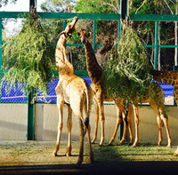 Tham quan Vườn thú bán hoang dã duy nhất tại Việt Nam ảnh 2