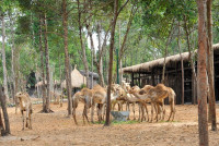 Tham quan Vườn thú bán hoang dã duy nhất tại Việt Nam ảnh 4