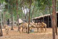 Tham quan Vườn thú bán hoang dã duy nhất tại Việt Nam ảnh 4