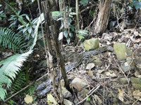 Nghệ An: Thả 8 cá thể động vật quý hiếm về vùng lõi quốc gia Pù Mát ảnh 3