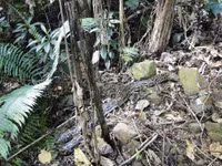 Nghệ An: Thả 8 cá thể động vật quý hiếm về vùng lõi quốc gia Pù Mát ảnh 3