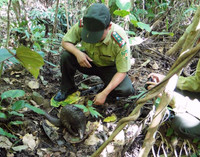 Nghệ An: Thả 8 cá thể động vật quý hiếm về vùng lõi quốc gia Pù Mát ảnh 1