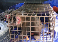 Nghệ An: Thả 8 cá thể động vật quý hiếm về vùng lõi quốc gia Pù Mát ảnh 2