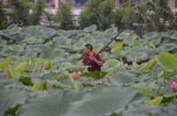 Bảng lảng sương mai, sen Hồ Tây e ấp ảnh 9