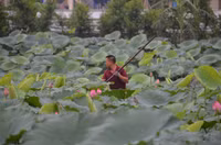 Bảng lảng sương mai, sen Hồ Tây e ấp ảnh 9