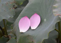 Bảng lảng sương mai, sen Hồ Tây e ấp ảnh 20