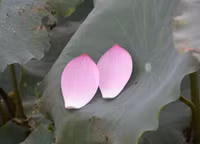 Bảng lảng sương mai, sen Hồ Tây e ấp ảnh 20