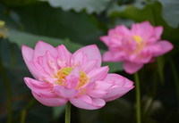 Bảng lảng sương mai, sen Hồ Tây e ấp ảnh 14