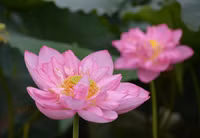 Bảng lảng sương mai, sen Hồ Tây e ấp ảnh 14