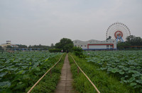 Bảng lảng sương mai, sen Hồ Tây e ấp ảnh 16