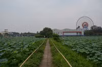 Bảng lảng sương mai, sen Hồ Tây e ấp ảnh 16