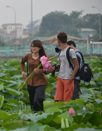Bảng lảng sương mai, sen Hồ Tây e ấp ảnh 7