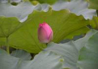 Bảng lảng sương mai, sen Hồ Tây e ấp ảnh 12