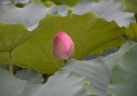 Bảng lảng sương mai, sen Hồ Tây e ấp ảnh 12