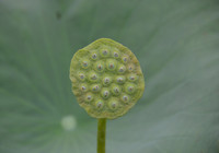 Bảng lảng sương mai, sen Hồ Tây e ấp ảnh 4