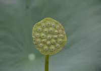 Bảng lảng sương mai, sen Hồ Tây e ấp ảnh 4