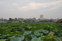 Bảng lảng sương mai, sen Hồ Tây e ấp ảnh 15