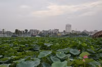 Bảng lảng sương mai, sen Hồ Tây e ấp ảnh 15