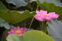 Bảng lảng sương mai, sen Hồ Tây e ấp ảnh 11