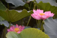 Bảng lảng sương mai, sen Hồ Tây e ấp ảnh 11