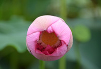 Bảng lảng sương mai, sen Hồ Tây e ấp ảnh 2