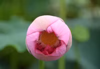 Bảng lảng sương mai, sen Hồ Tây e ấp ảnh 2