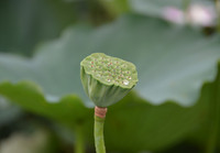 Bảng lảng sương mai, sen Hồ Tây e ấp ảnh 3