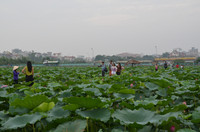 Bảng lảng sương mai, sen Hồ Tây e ấp ảnh 6